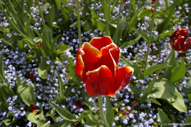 Red tulip close up at the Butchart Gardens.jpg