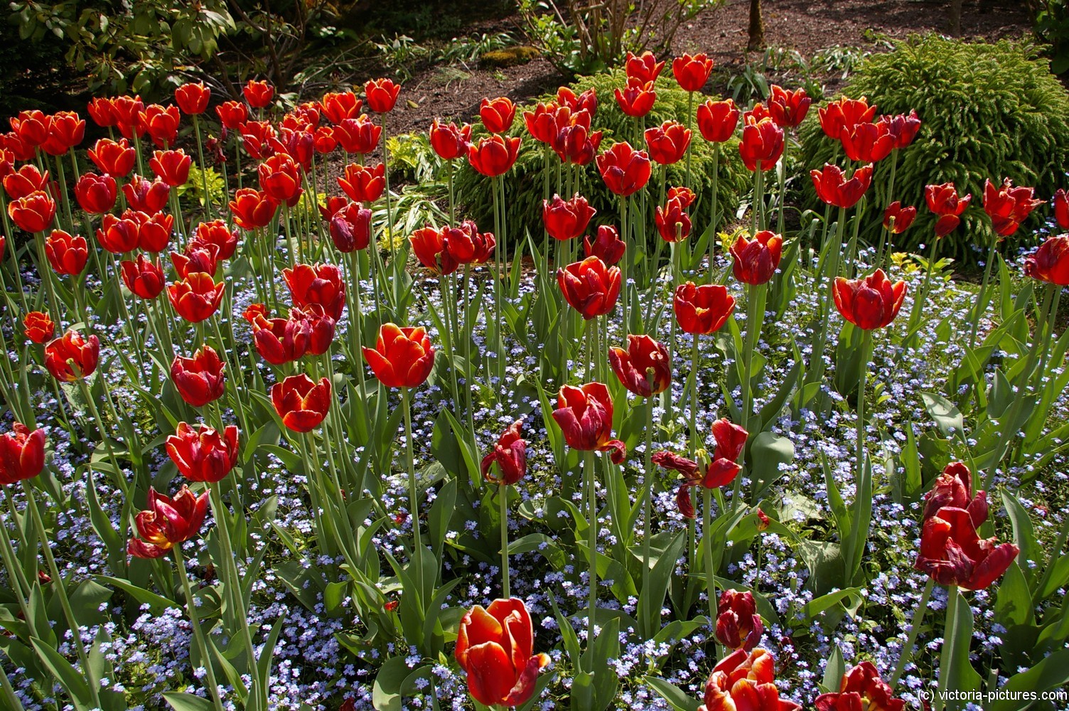 Red tulips at the Butchart Gardens.jpg