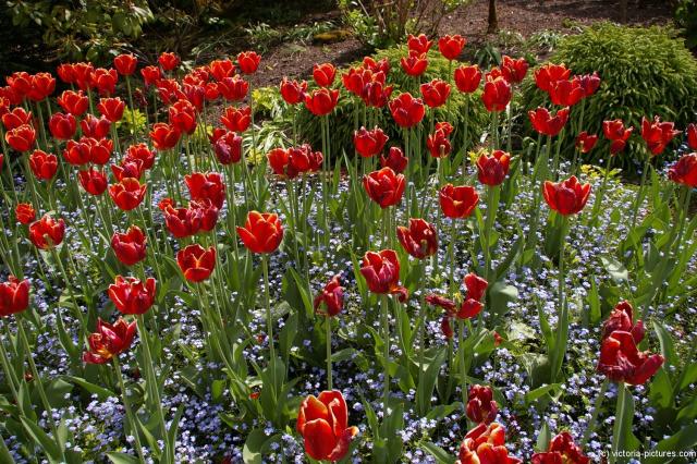 Red tulips at the Butchart Gardens.jpg