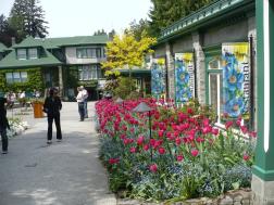 Red tulips in front of the Butchart Gardens gift shop.jpg