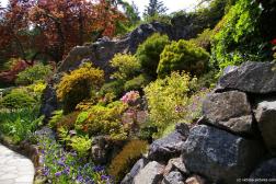 Rocks and flowers and plants and maple trees at the Sunken Garden in Butchart Gardens.jpg