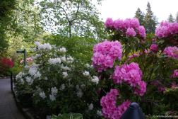 Small tree with pink flowers near the Sunken Garden at the Butchart Gardens.jpg