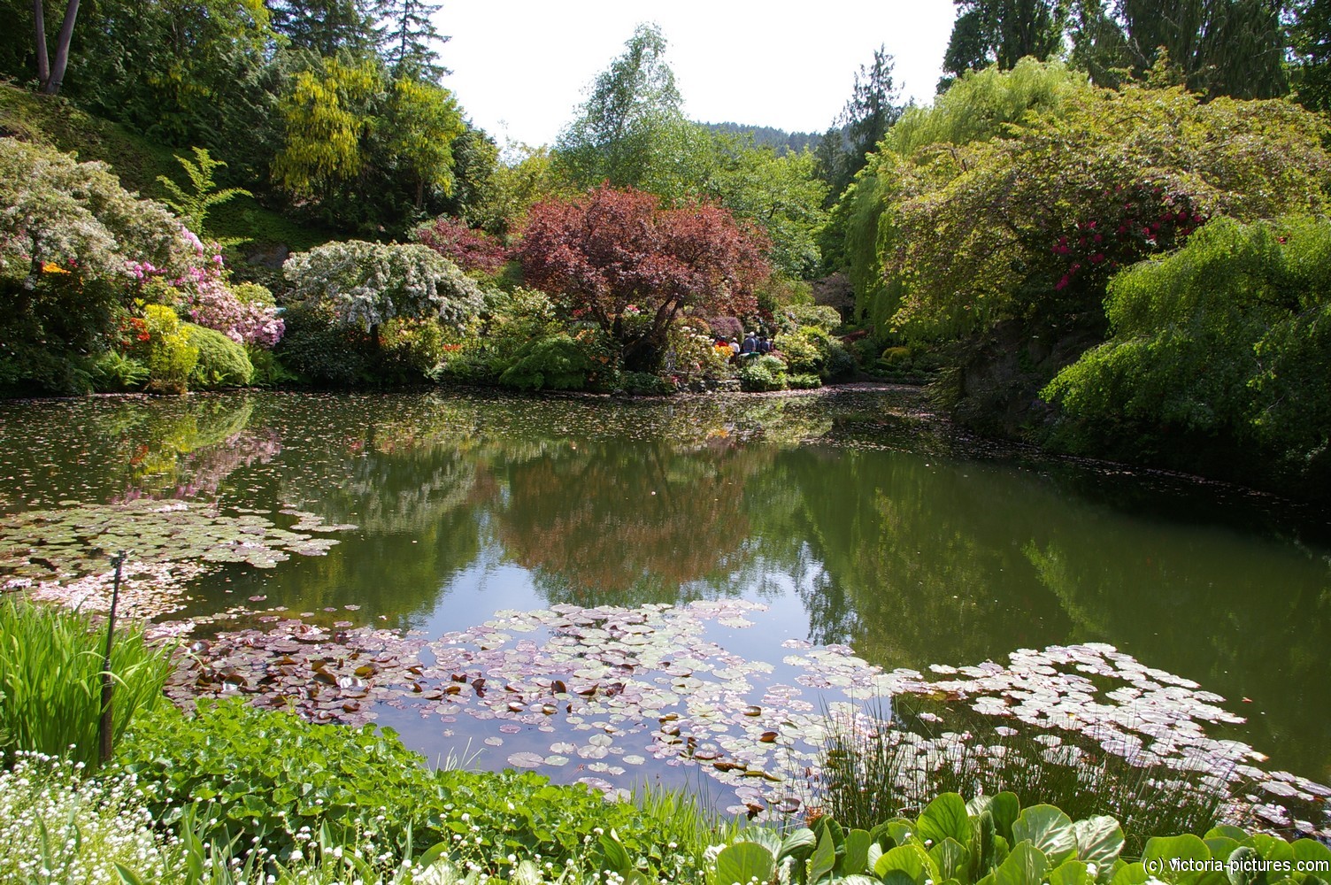 Sunken Garden pond area within the Butchart Gardens.jpg
