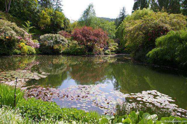 Sunken Garden pond area within the Butchart Gardens.jpg