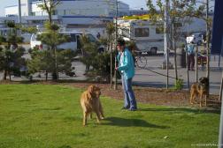 Woman and her dogs at the BC Ferries Tsawwassen Terminal.jpg