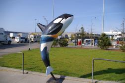 Killer Whale statue at the BC Ferries Tsawwassen Terminal.jpg
